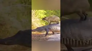 Do Crocodiles Loves Capybaras?