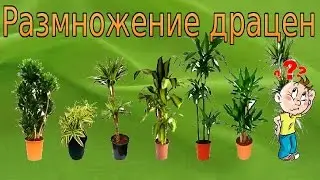 Dracaena. How to propagate dratsenu ?!
