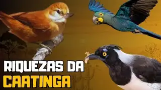 10 AVES INCRÍVEIS DA CAATINGA QUE VIVEM NO SERTÃO NORDESTINO