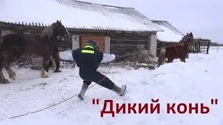 Жеребёнок ведёт себя не так, как хотелось бы... Из архивов.