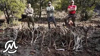 FIRST ELK SHEDS OF 2024 | #SHEDCRUSH EP.1