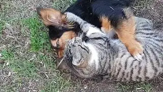 Кот Против Собаки