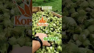 ФУНДУК В МАГАЗИНАХ #hazelnut #nut #фундук #купитьфундук #орех #купить #сад #сетьмагазинов