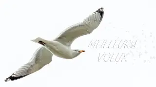 Meilleurs Vœux 2025 - Bonne Année 2025 - Happy New Year 2025