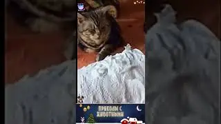 приколы с животными , смешные моменты , коты и собаки  , смех до слез 