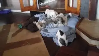 4 Dogs, a sheet and a cat