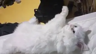옆에 누워서 혼자 청기백기하고있네요ㅋㅋㅋㅋ