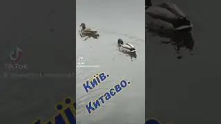 Тиша і благодать