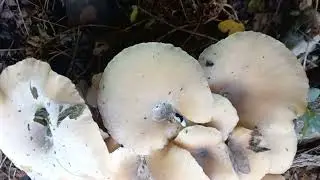 정체불명버섯 아카시아 통나무에 붙어...버섯명칭과설명부탁드립니다
