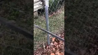 How To Remove an old Chain-link fence - The Easy way