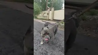 Циля и Тайсон, вязка. у нас есть щенки от этой пары. тел 89119838623