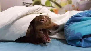 Bad Dachshund: Let's play and sleep