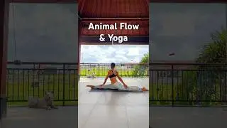 Animal Flow и Йога это когда древние практики встречаются с новыми исследованиями в области движения