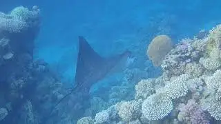 Spotted Eagle Ray. Орлик огромный. Aetobatus narinari.