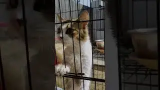 Habis mandi marah marah