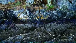 Intertidal Dance