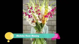 Gladiolus Flower Meaning - What Color means strength?