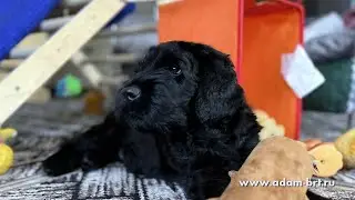 Cats Training of BRT Puppies  * Кошачий тренинг РЧТ щенков  * www.adam-brt.ru