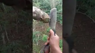 Memotong manggar aren tanpa menunggu tua atau mekar