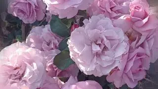 Цветные розы💜6 часть💜💜💜Сиреневые .💜.Цветение и краткий обзор #уральскиерозы#сиреневыерозы#розы