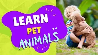 Learn Pet Animal Names: Fun and Educational Video for Kids 🦔🦜🐢