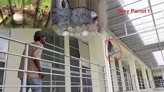 African Grey Parrot Chicks Returning To Our New Farm.