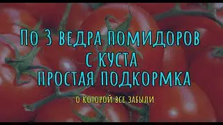 По 3 ведра помидоров с куста простая подкормка, о которой все забыли