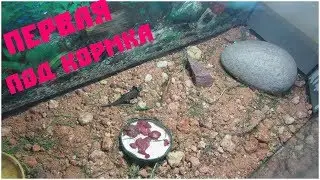 ЧЕМ КОРМИТЬ ЯЩЕРИЦ?