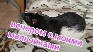 ВЫГУЛ КРЫСОК мальчиков.Как обстоят дела у меня.