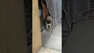 Наш пе́с 3