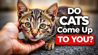 Why Random CATS Come Up to YOU? Here Is What It MEANS