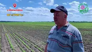 Соя APSOV