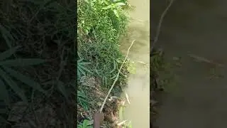 Tiny Hook Fishing#shorts #tiktok
