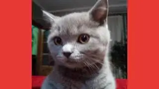 Знакомьтесь кот