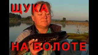 ЩУКА на болоте. Ловим на поверхностники.