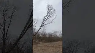 felling big tree