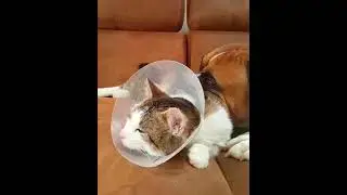 cat after a fight with a marten