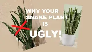 Stop Making These Snake Plant Mistakes!