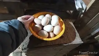 Первые недели жизни у меня козы и козлика.