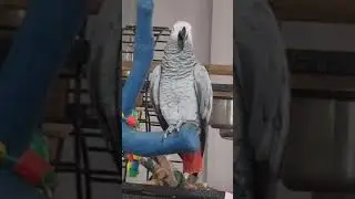 А шо такое, не только поем, но и сочиняем