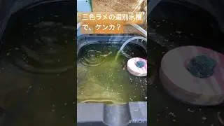 メダカ水槽196 親メダカ達のケンカ勃発⁉️ #shorts #メダカ #fish #aquarium