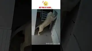 Scary Nature Epic Fail Encounter Shorts No 2 #scary #epicfail #shorts #animals #tiktok 😬😬😱😰