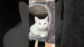 You Want to Get Adopted?