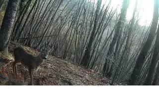 Esemplare di capriolo in posa