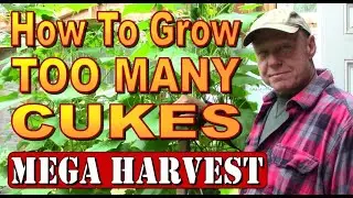 Grow Cucumbers INDOORS FOR MAXIMUM YIELD.  Greenhouse Mega Harvest.
