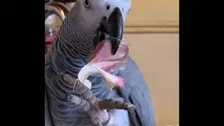Попугай Тимоша. Я тебя покусаю.