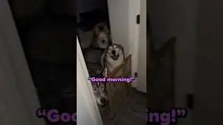 You gotta love huskies 😂