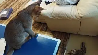 Сражение котов