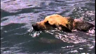 Scotland Island to Church Point Dog Race with Jack Thompson c. 1988