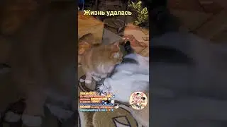 Жизнь удалась.